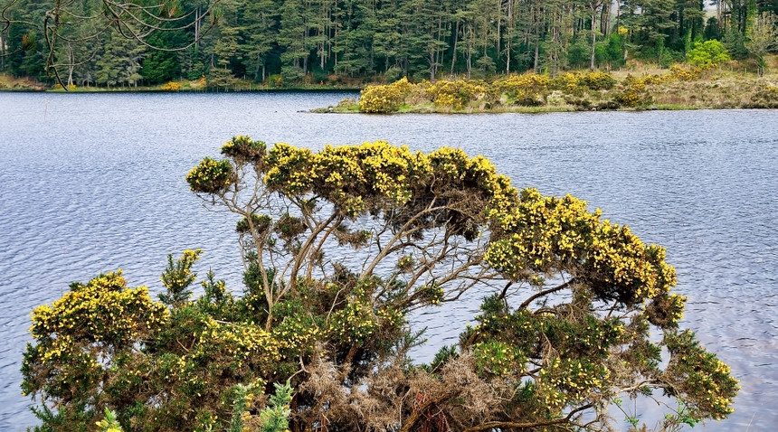 爱尔兰Donegal县格兰韦湖公园附近UlexEuropaeusUlexUrex灌木水多尼戈尔金雀花图片