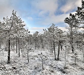 清晨的冬季风景雪覆盖了精美的松林和木足道冷冻美好的森林图片