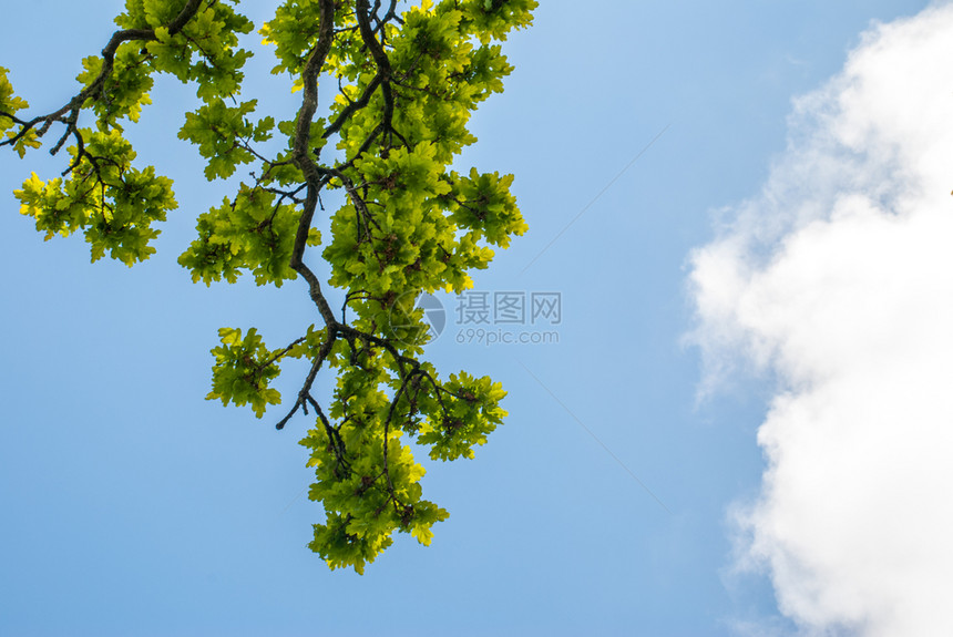 抽象的明亮蓝色天空对面树枝详情就像一个适合制作背景图像的框文本空间E为了图片