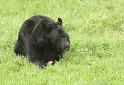 黑熊在绿草上两爪之间有一块肉食物j加利福尼亚图片