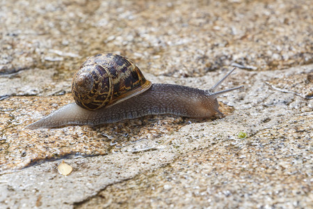 野生动物蜗牛斯奈尔爬在布列塔尼的墙上自然图片