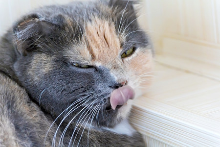 猫科动物粉红色舌头彩猫照片晶须动物图片