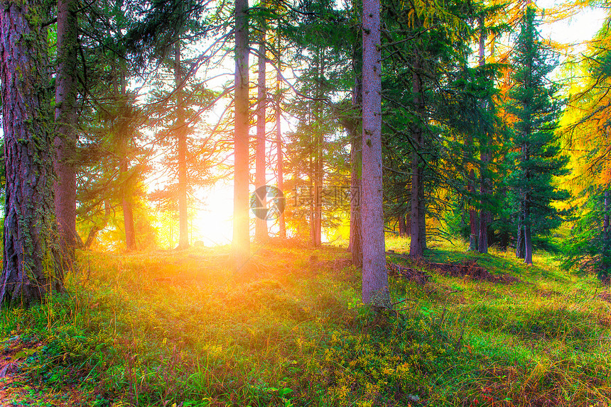 森林里的落日图片
