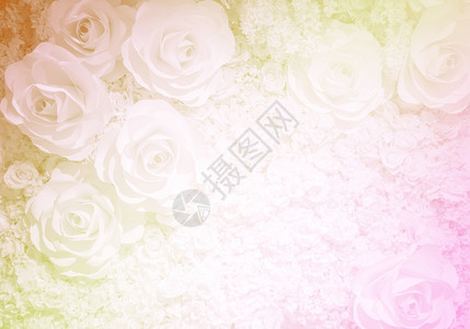 软过滤效果下的人工玫瑰花背景Name以软过滤效应方式墙纸美丽的图片