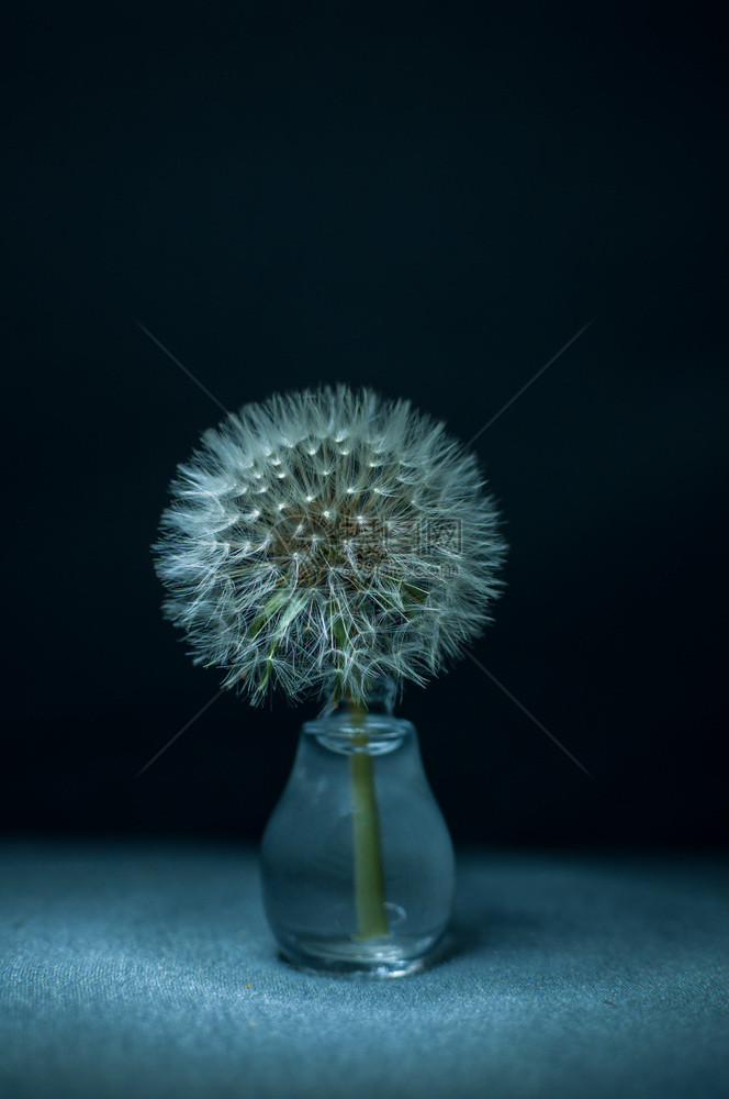 水在一个小玻璃花瓶中缝合一只朵盛开蒲公英图片