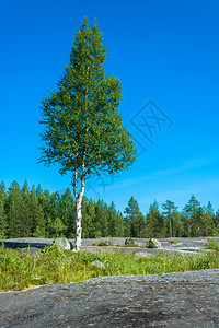 绿色在俄罗斯卡雷利亚的岩石高原上出现单翼小树枝的景观卡累利阿桦木图片