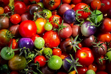 庄稼各种多彩的有机樱桃西红柿顶端观赏花彩色樱桃西红柿番茄有机的图片