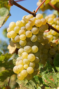 酿酒学葡萄园自然秋天一连串葡萄莫泽尔图片