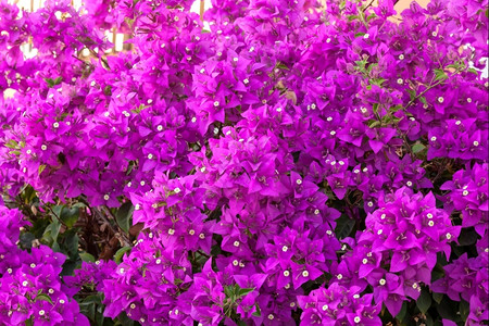 热带九重葛紫色的布干维尔花背景a图片