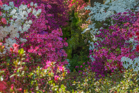 花树叶吸引力伊莎贝拉种植园的春天伦敦西南里士满公园的在伊莎贝拉庄园图片