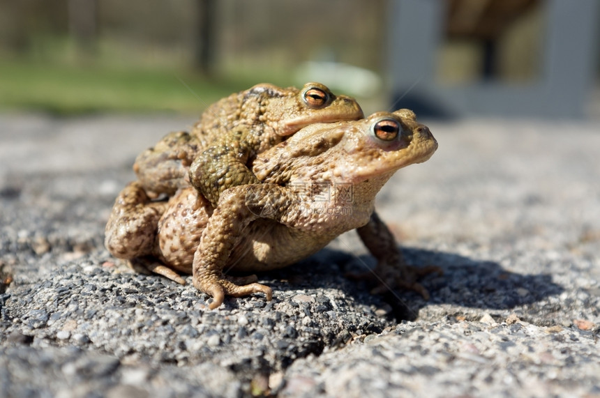 自然有眼光耦合春季几对交配的青蛙图片