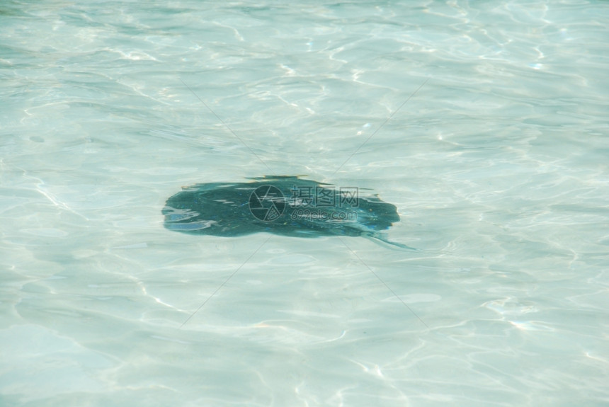 鱼海马尔代夫半流体水上的黑光图片