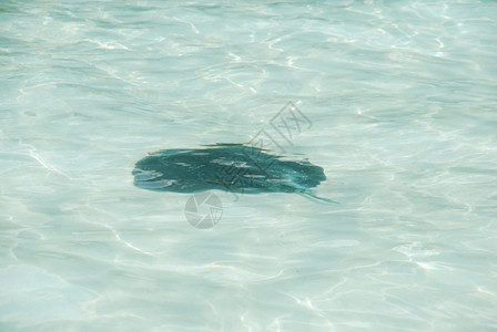 鱼海马尔代夫半流体水上的黑光图片