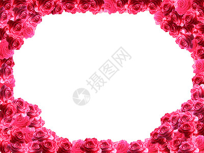 花瓣形状边框结构体红色的颜白背景上红玫瑰的边框设计图片
