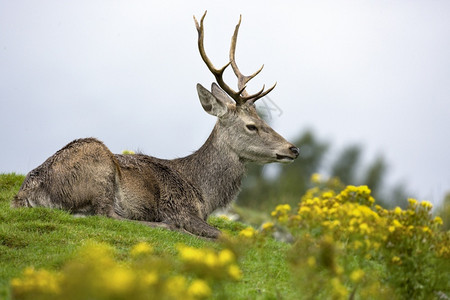 哺乳动物麈红色的苏格兰高地红鹿Cervuselaphus图片