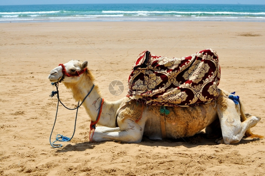沙滩上的骆驼图片