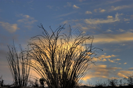沙漠日落时的奥科蒂洛里德米勒状态博雷戈图片