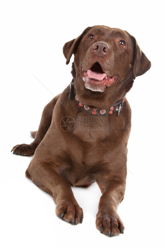 拉布多犬棕色的巧克力拉布多宠物图片