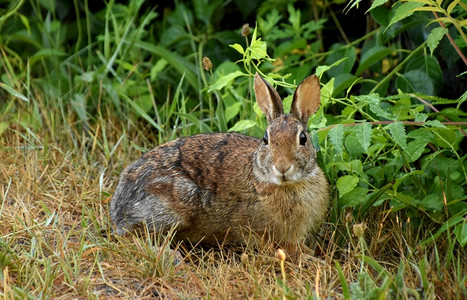 野生动物兔子图片