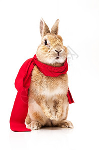 国内的动物假扮白色背景的滑稽兔子毛茸的图片