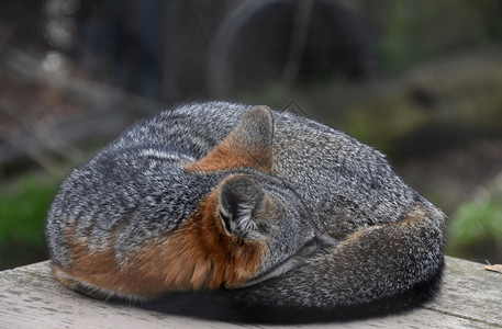 哺乳动物令人惊叹的甜渠道岛上狐狸卷起来休息加利福尼亚图片