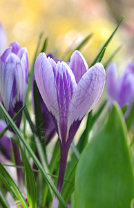 美丽的自然以多彩背景的美丽紫色杂耍为主番红花图片