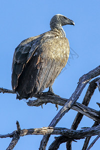 在非洲博茨瓦纳的秃鹫NecrosyrtesMonachus连帽的鸟图片