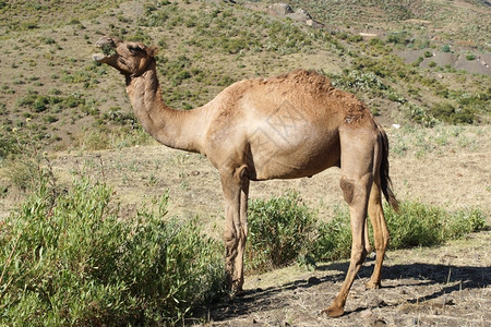单峰驼路德维希阿拉伯骆驼埃塞俄比亚非洲哺乳动物图片
