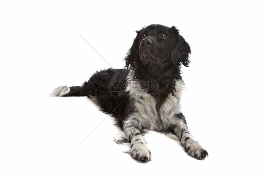 狗Stabyhoun或弗里斯兰指针Stabyhoun或弗里斯兰指针在白色背景前国内的正面图片