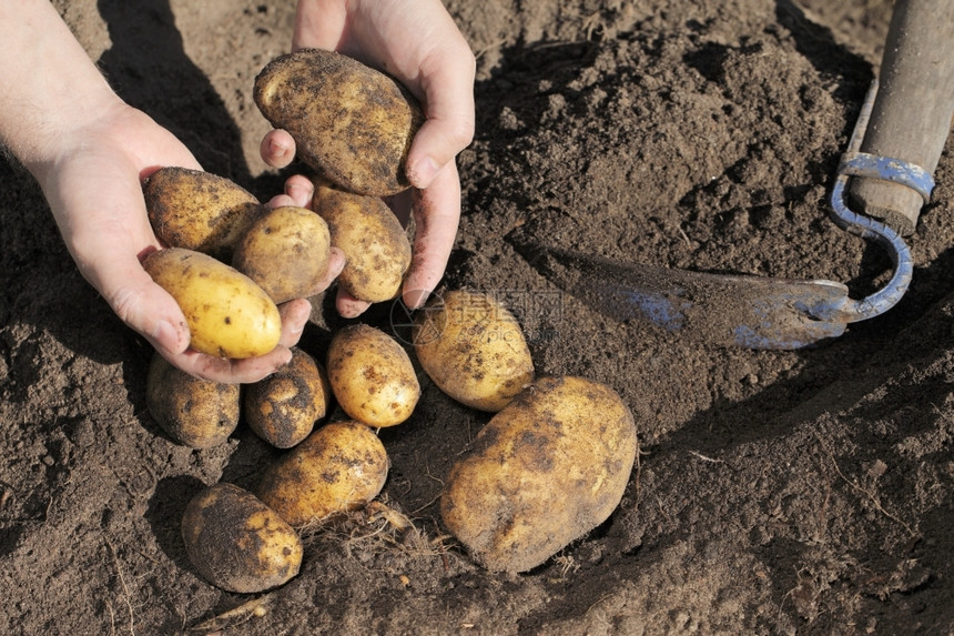 农民手里握着脏土豆男人生挖图片