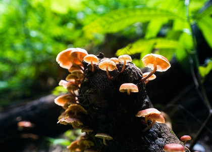 植物菌盖类雨林中的蘑菇图片