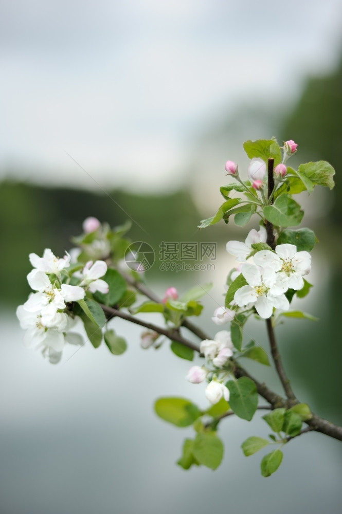 漂亮的苹果花图片