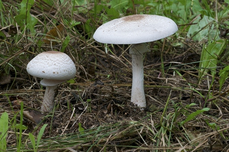绿草树盖下的两个蘑菇在面j菌图片