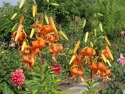 蕊花园中的橙丽美图片