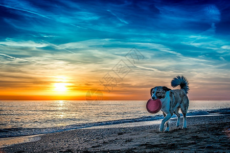 跑男人宠物日落时在海滩的狗图片