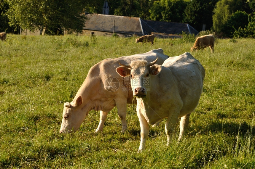 动物白色的草地上诺曼牛草地上的奶放牧图片