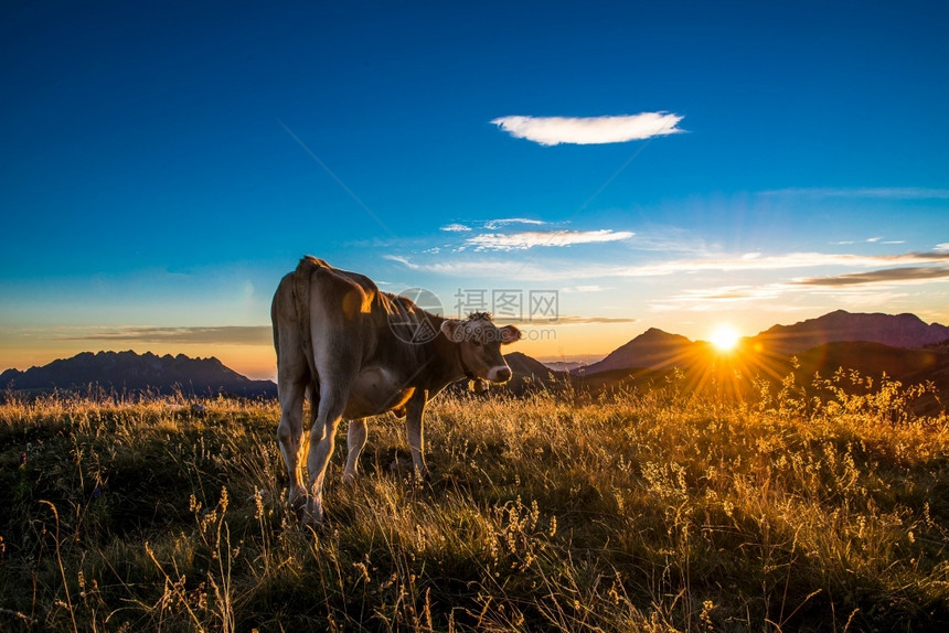 落日下在吃草的奶牛图片
