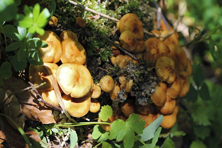 叶子绿色夏天季森林中生长的蘑菇图片