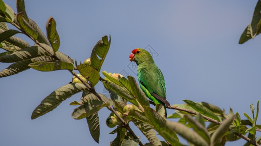 食物荒野水果一只小绿鹦鹉在晴朗的阳光明媚日子吃树果实图片