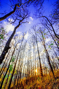 秋天森林的日落阳光图片