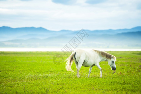 马在草原上吃草图片