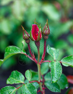 玫瑰花蕾红紫加上雨滴花植物背景图片