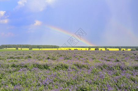 自然彩虹孤独景观图片