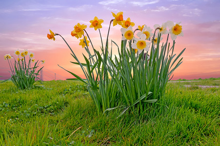 草地绽放场来自荷兰的农村水仙花类体发光情况图片