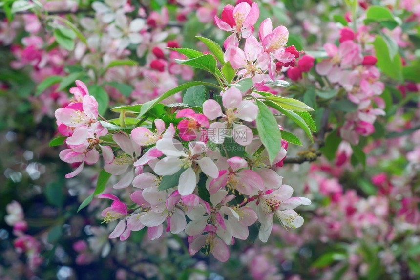 春日的粉红樱花图片