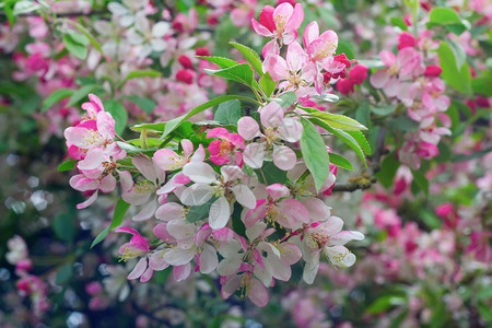 春日的粉红樱花图片