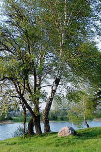湖岸石头和春天的树枝四月木结石图片