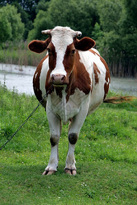 乌克兰草地上的牛群有角哺乳动物屋图片