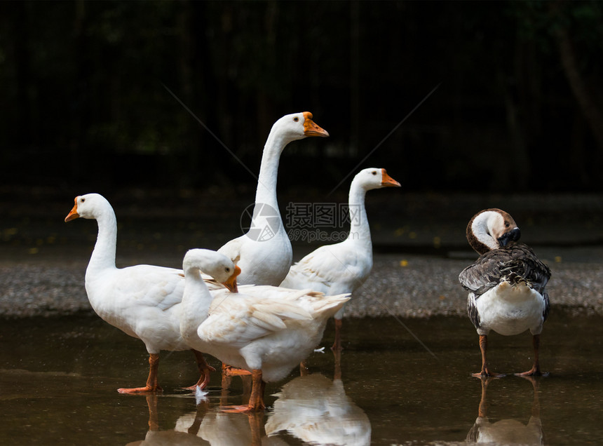 动物贝克羽毛白鹅群在水田中图片