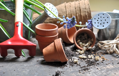 春天土壤在木板上装有种子和花园配件的已倒置小锅子工具图片